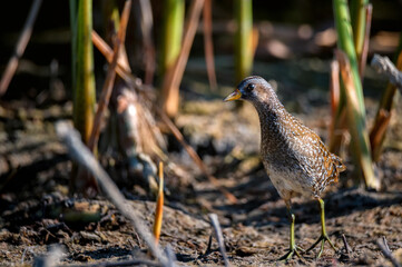 Close up of a spotted crake or Porzana porzana in a wildlife