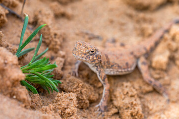 Spotted toad-headed Agama on sand close-up under the sun