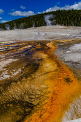 Algae-bacterial mats. Hot thermal spring, hot pool in the Yellowstone NP. USA