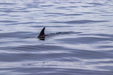 Common dolphin, Azores islands wildlife, whale watching.