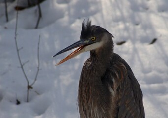 Blue heron in winter park 