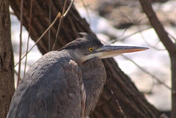 Fototapeta premium Blue heron in winter park 
