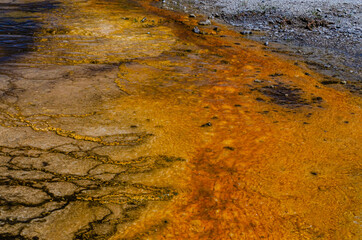 Algae-bacterial mats. Hot thermal spring, hot pool in the Yellowstone NP. USA