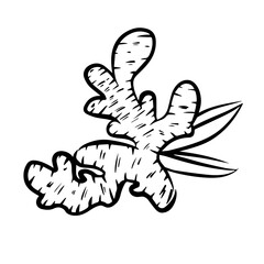 Ginger icon in vector hand drawn style isolated in white background. Ginger food logo icon for natural food design