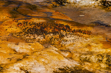 Flies and Algae-bacterial mats. Hot thermal spring, hot pool in the Yellowstone NP. USA