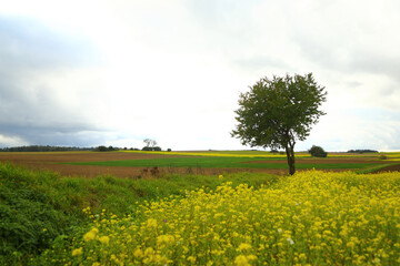 Rape field