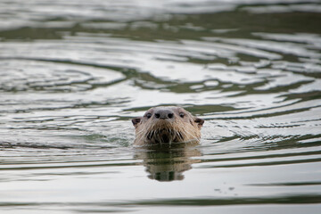 White-chinned otter swimming in the lake