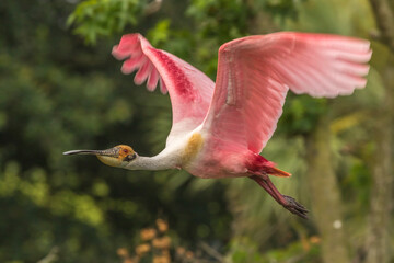 USA, Louisiana, Jefferson Island. Roseate spoonbill in flight.