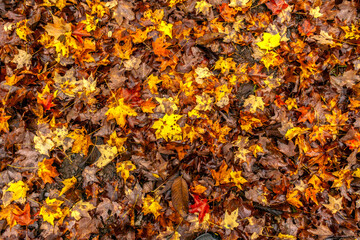 autumn leaves covered forest floor in Western Maryland