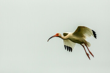 USA, Louisiana, Miller's Lake. White ibis in flight.