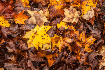 Obraz premium autumn leaves covered forest floor in Western Maryland