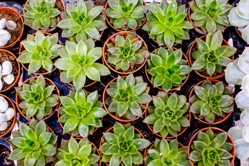 Beautiful indoor plant succulent, echeveria, top view. Small plants in brown plastic pots. Sale of the plant. A gift for March 8, Valentine's Day and Mother's Day.