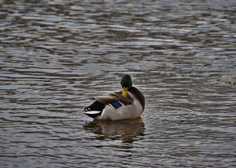 Obraz premium A mallard male in colorful plumage with a green head and a blue speck on the wing calmly swims in the open river water on a cloudy day in early spring and cleans its feathers.