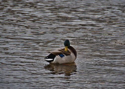 A mallard male in colorful plumage with a green head and a blue speck on the wing calmly swims in the open river water on a cloudy day in early spring and cleans its feathers.