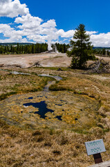 Algae-bacterial mats. Hot thermal spring, hot pool in the Yellowstone NP