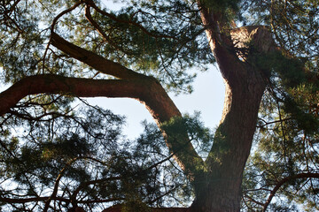 tree crown, pine
