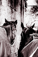 Two Work Horses in Black and White