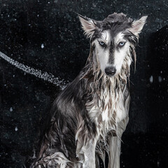 siberian husky dog wet having a bath with water and foam © Elayne
