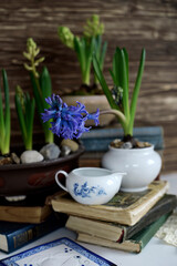 still-life with blooming hyacinths, old books and vintage ware