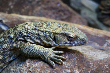 Cape monitor lizard (lat.Varanus exanthematicus) on a stone