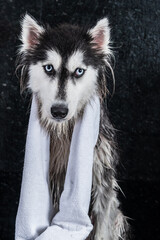 siberian husky dog with a towel on his neck,