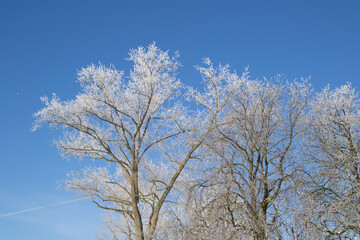 Fototapeta premium Lilienthal Winter 2021