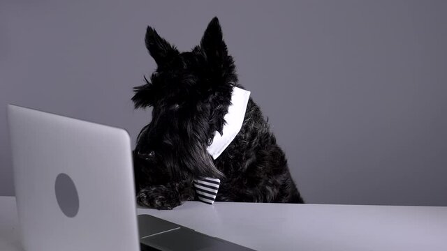 A Scottish Terrier in a collar with a tie sits at the table and looks attentively at the laptop screen. The pet works at the computer in the studio on a gray background. Slow motion. Close up.