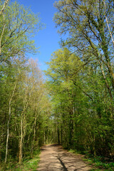 Obraz premium Forêt française au printemps – Spring in a French forest