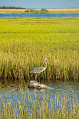 Great Blue Heron Perch