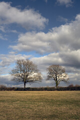 Obraz premium Two bare oak trees in the countryside in Wealden, England, in winter