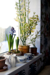 vintage porcelain, hyacinth and other plants on the windowsill in the evening