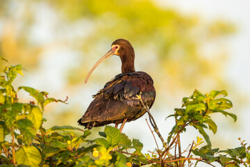 USA, Louisiana, Miller's Lake. White-faced ibis close-up.
