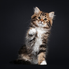 Fototapeta na wymiar Gorgeous brown tabby Siberian cat kitten, sitting facing front with one paw playful up. Looking straigth to camera with mesmerising eyes. Isolated on black background.