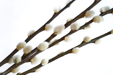 Macro of pussy willow twigs branches on white background, sunlight, spring, Easter decoration