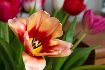 Fototapeta na wymiar Close-up of red and yellow tulip in bouquet. Beautiful spring flower.