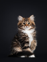 Fototapeta na wymiar Gorgeous brown tabby Siberian cat kitten, sitting facing front with tail around body. Looking straigth to camera with mesmerising eyes. Isolated on black background.