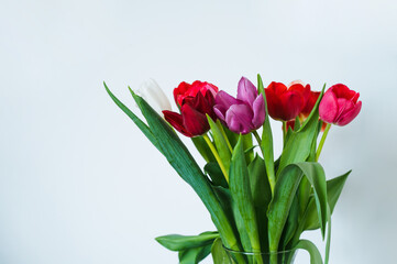 Bouquet of red, pink, purple and whte tulips in glass vase. White wall. Beautiful spring flowers.