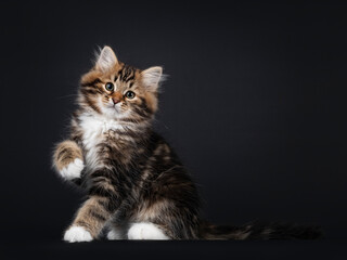 Gorgeous brown tabby Siberian cat kitten, sitting side ways  with one paw playful up. Looking straigth to camera with mesmerising eyes. Isolated on black background.