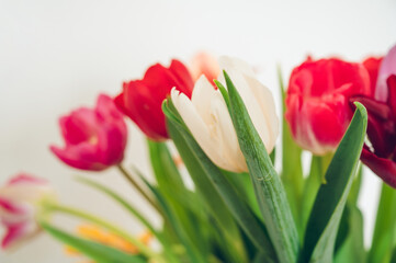 Bouquet of red, pink, purple and whte tulips in glass vase. White wall. Beautiful spring flowers. Close-up.