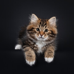 Obraz premium Gorgeous brown tabby Siberian cat kitten, laying down with front paws hanging over edge. Looking straigth to camera with mesmerising eyes. Isolated on black background.