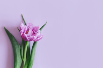 Tender violet tulip on pastel violet background. Greeting card for Women's day.