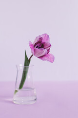 Tender violet tulip in aglass vase on pastel violet background. Greeting card for Women's day.