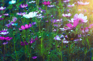 Fresh colorful cosmos flowers in the field, close up cosmos garden with sunlight in the morning