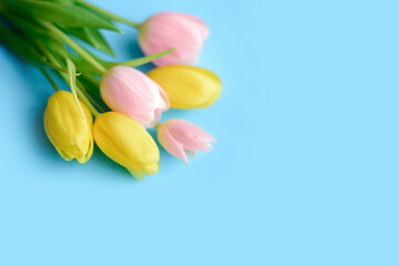 Yellow and pink easter tulips on a soft blue background. Top view, spring easter bouquet