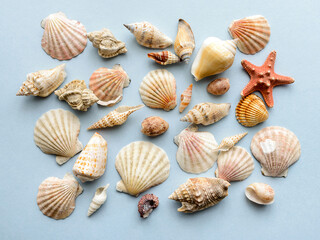 Summer concept with seashells and starfish on blue background. Top view, flat lay