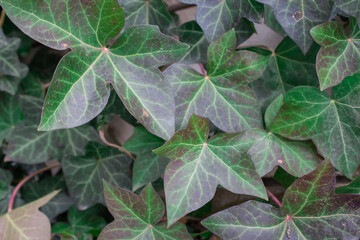 leaves background