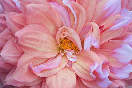 USA, Maine, Harpswell. Pink dahlia detail.
