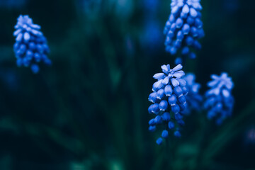 Moody blue muscary flowers close up