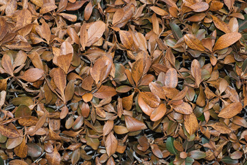Indian Hawthorn plant (Rhaphiolepis indica) with brown damaged leaves from extreme weather in Houston, TX.