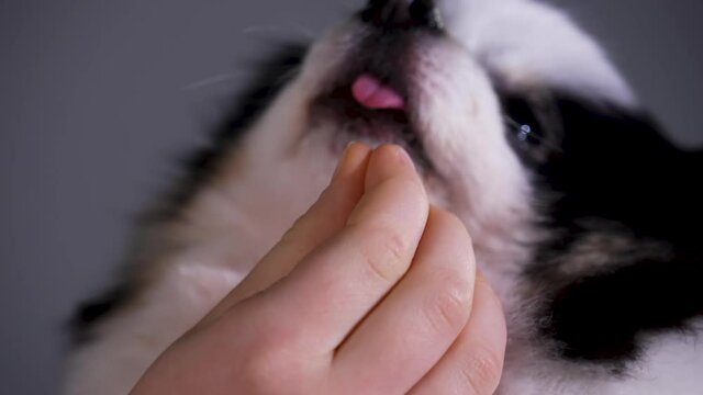 The owner is playing with her pet, grabbing it by the protruding pink tongue with her hand. Close up muzzle of a black and white spitz on a gray background. Slow motion.